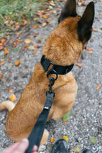 Short Dog Lead product image 3