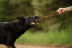 Dog Ball on Rope product image 3
