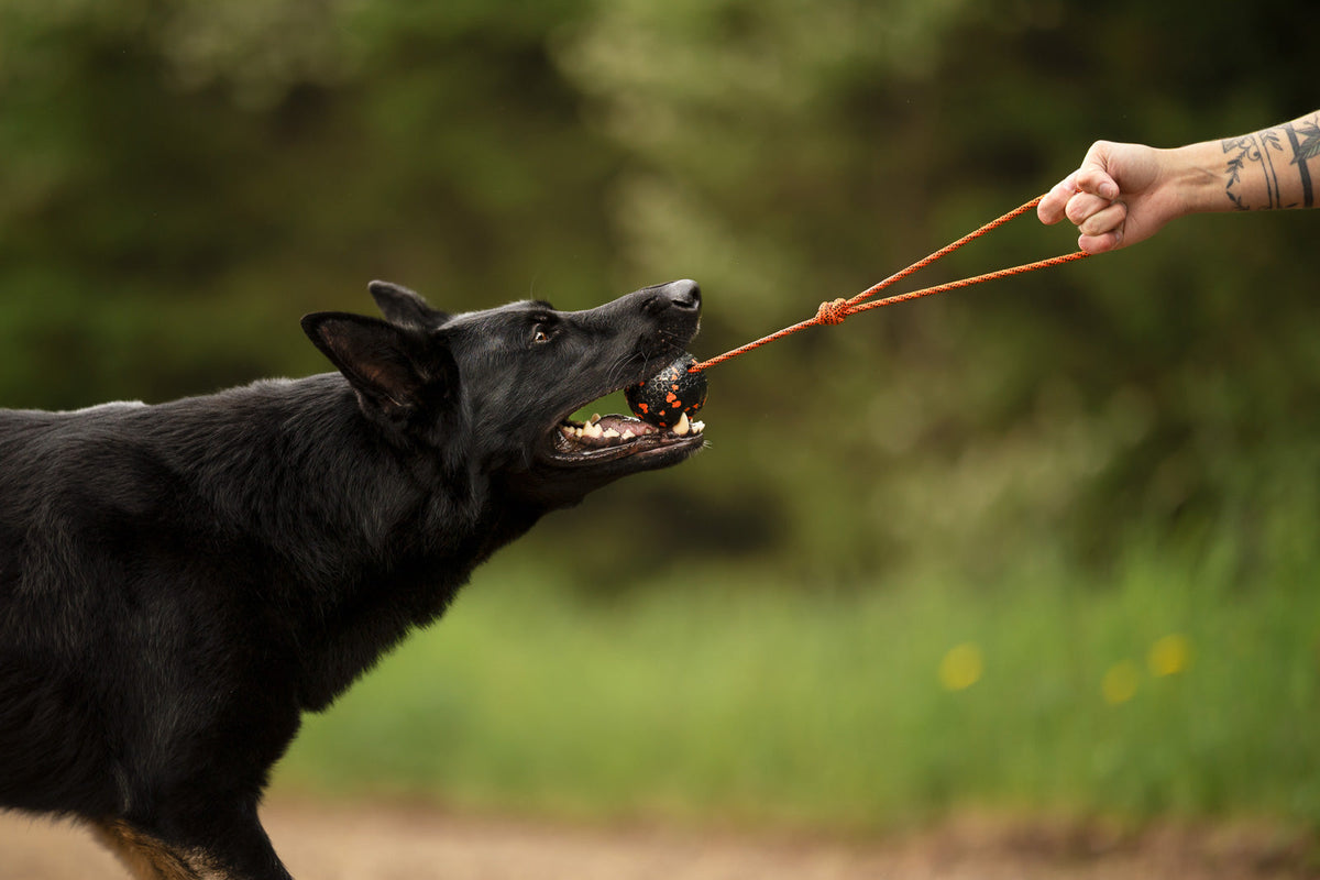 Dog Ball on Rope product image 3