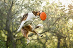 Dog Flying Disc product image 4