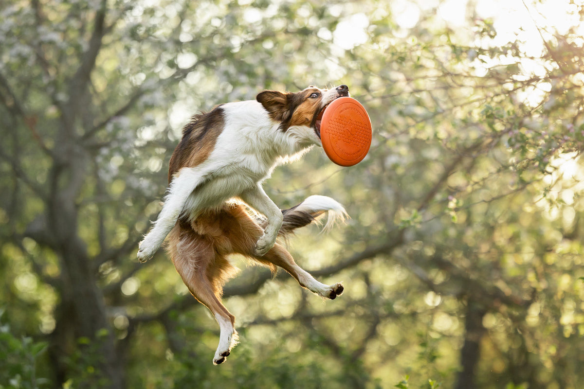 Dog Flying Disc product image 4