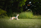 Dog Flying Disc product image 5
