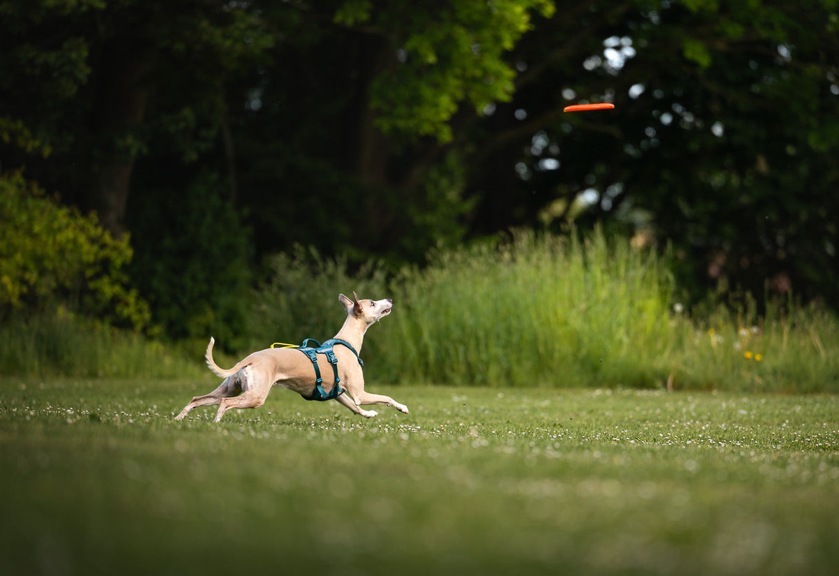Dog Flying Disc product image 5