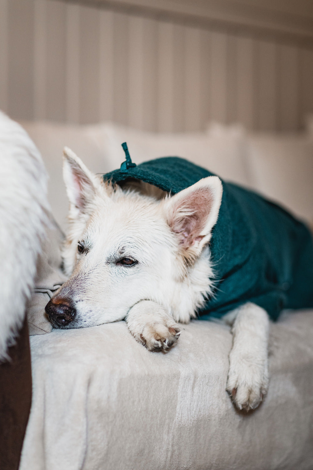 Dog Drying Coat product image 5