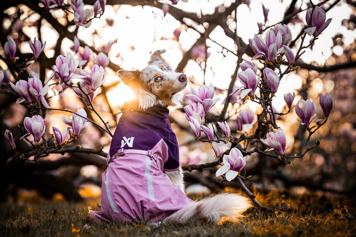 Dog Raincoat product image 2