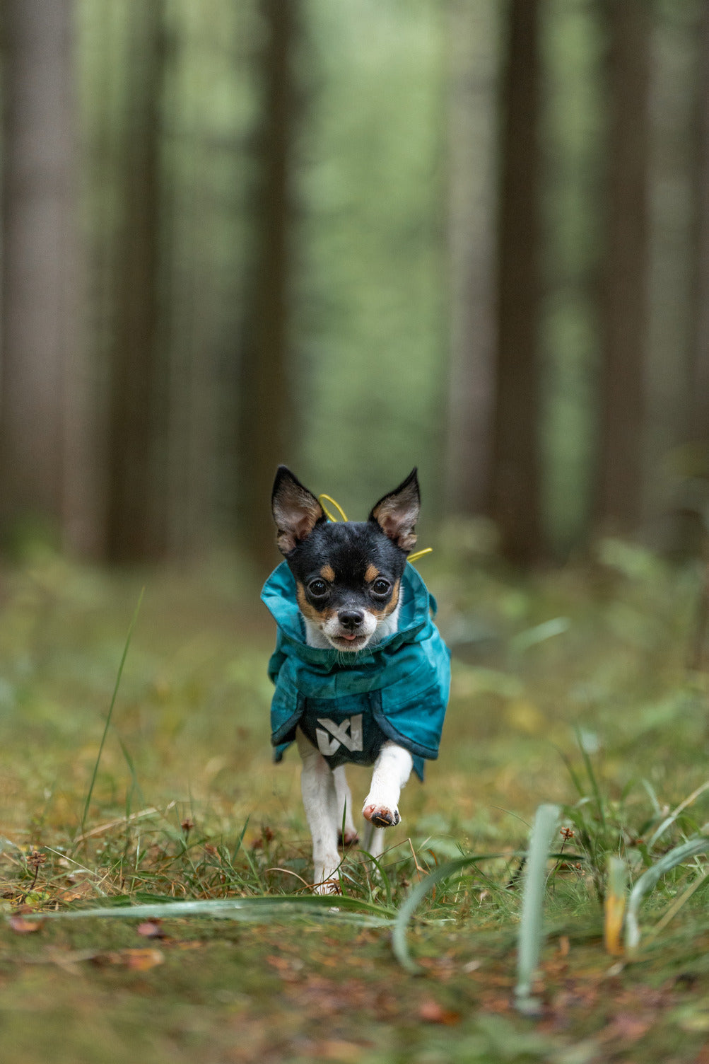 Dog Raincoat product image 10
