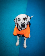 Dog Raincoat product image 11