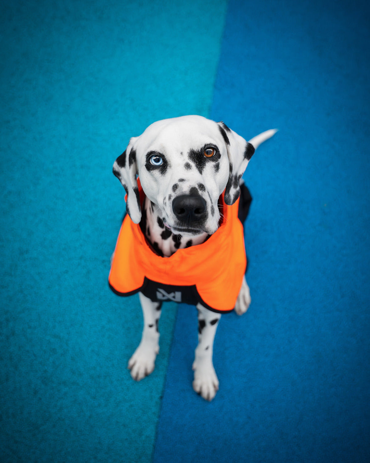Dog Raincoat product image 11