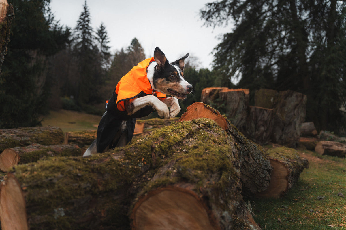 Dog Raincoat product image 12
