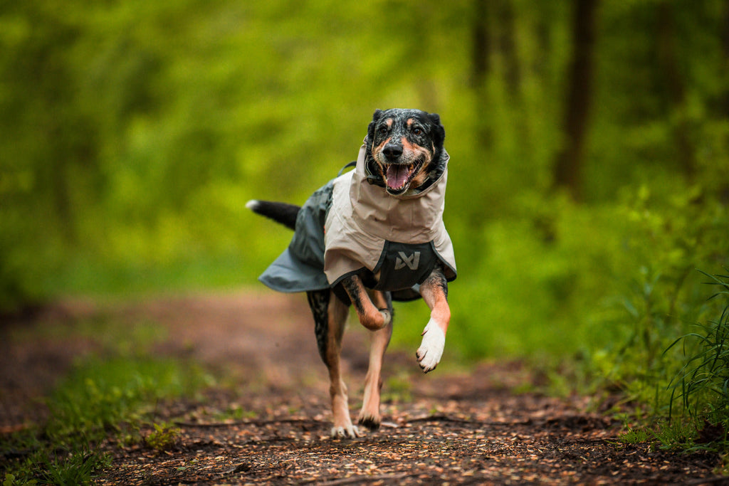 Dog Raincoat product image 15