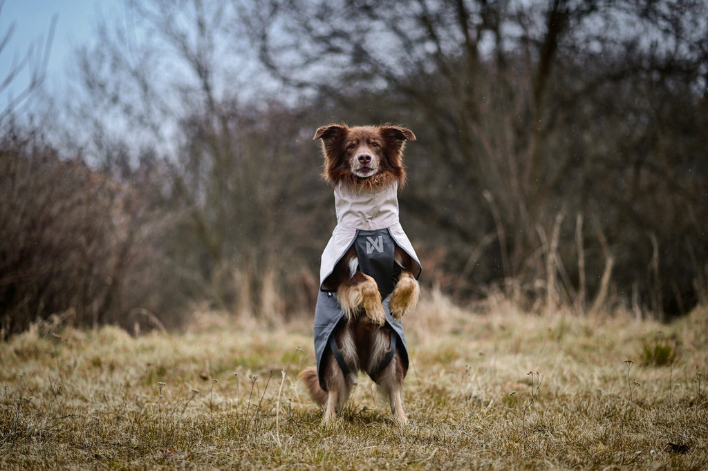 Dog Raincoat product image 21