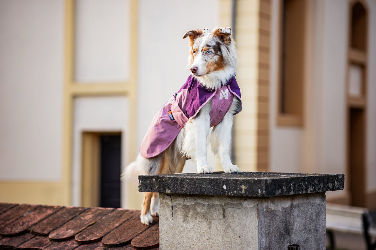 Dog Raincoat product image 22