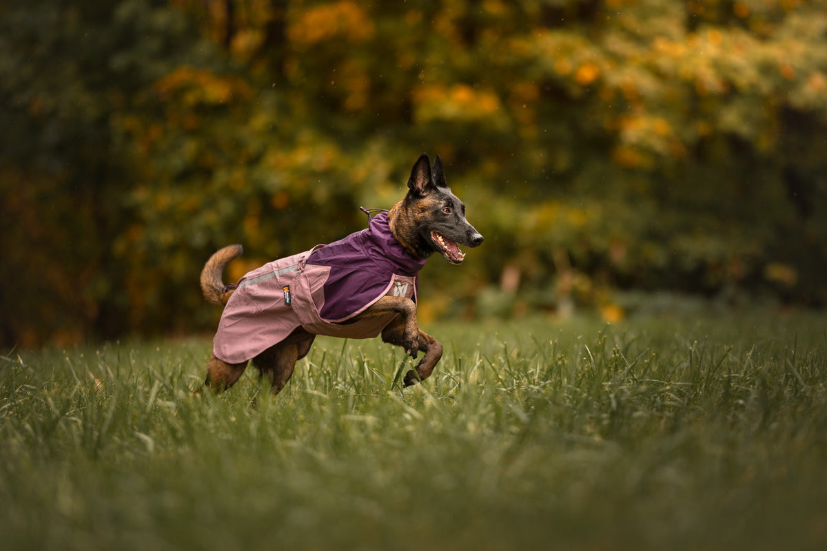Dog Raincoat product image 24