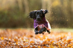 Dog Raincoat product image 27