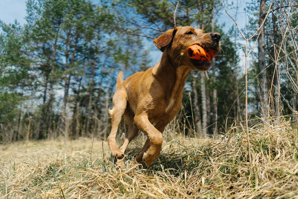 Dog Throw Toy product image 2