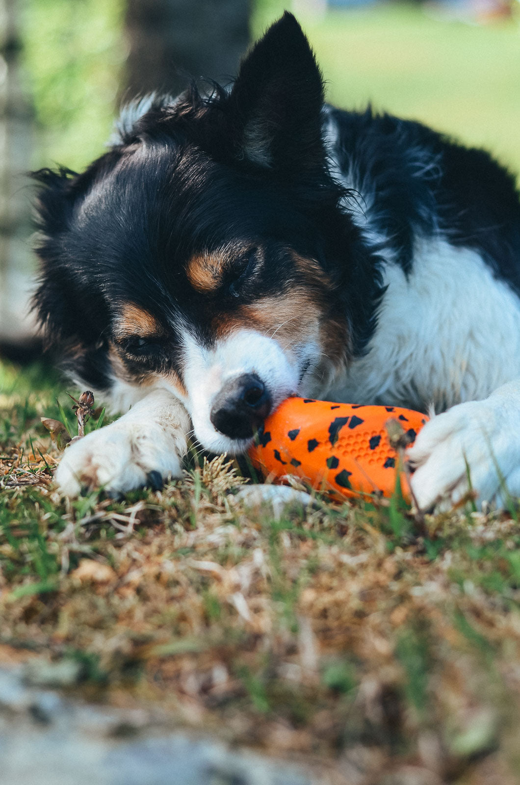 Dog Throw Toy product image 5