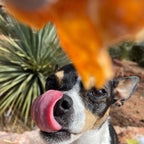 Chicken Jerky product image 3