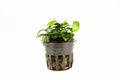 Live Aquarium Plant product image 1