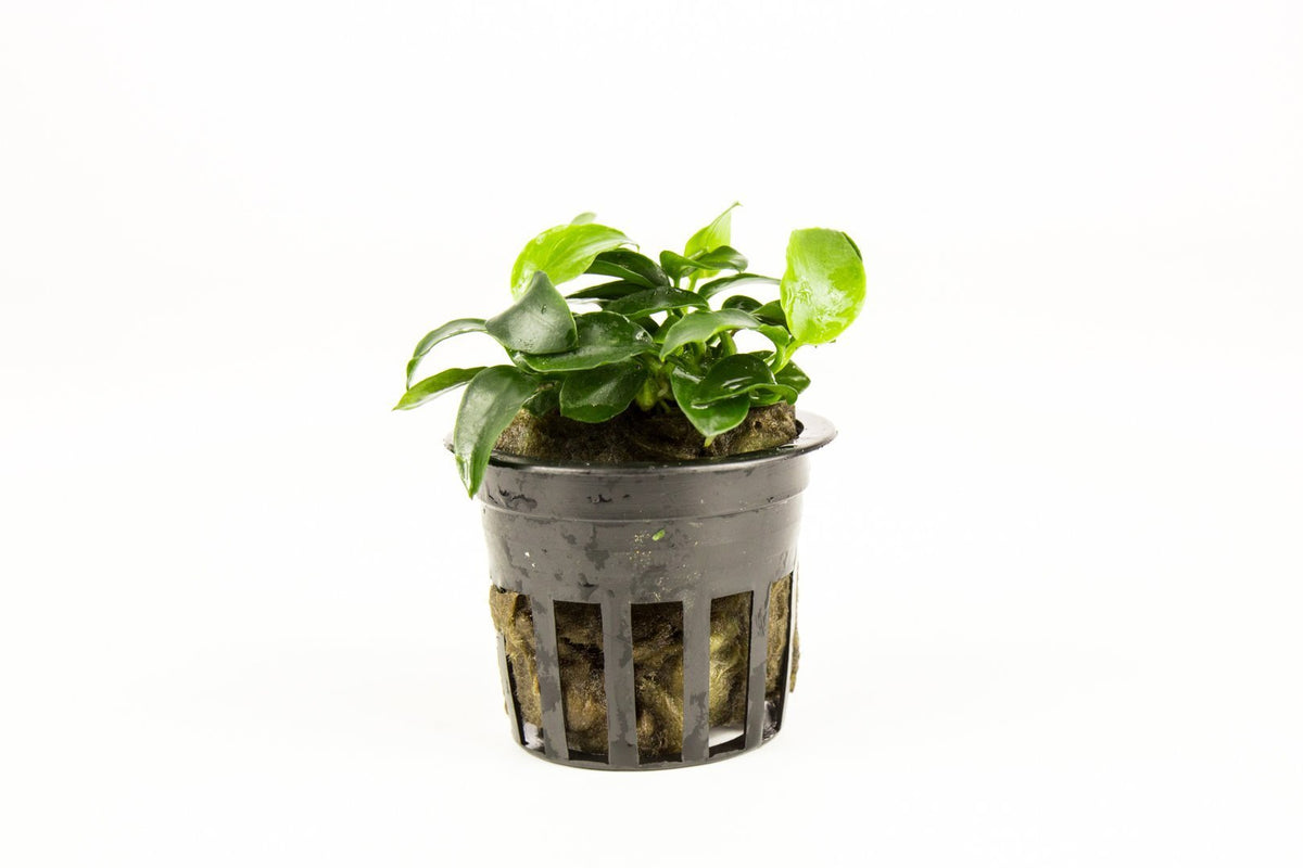 Live Aquarium Plant product image 1