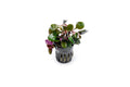 Aquarium Plant product image 1