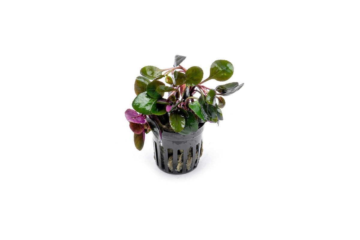 Aquarium Plant product image 1
