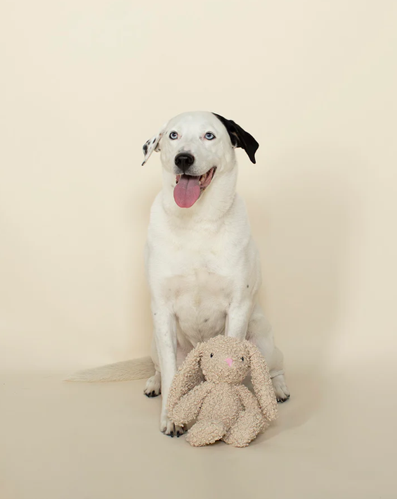 Plush Dog Toy product image 2