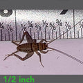 Feeder Crickets product image 1