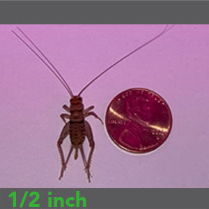 Feeder Crickets product image 2
