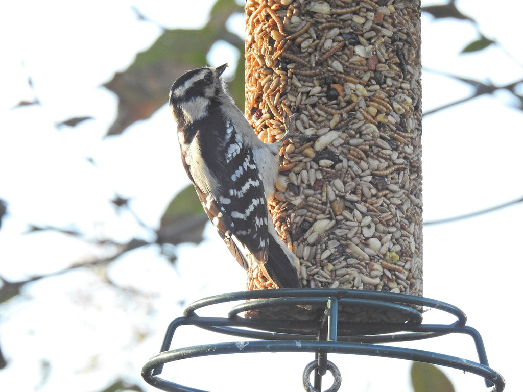 Wild Bird Food product image 2