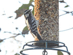 Wild Bird Food product image 2