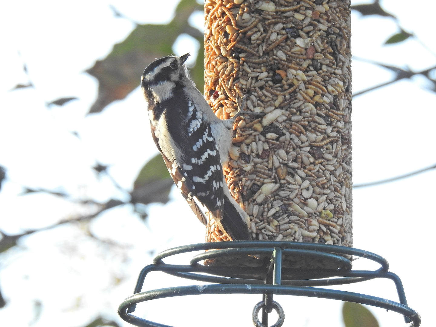 Wild Bird Food product image 2