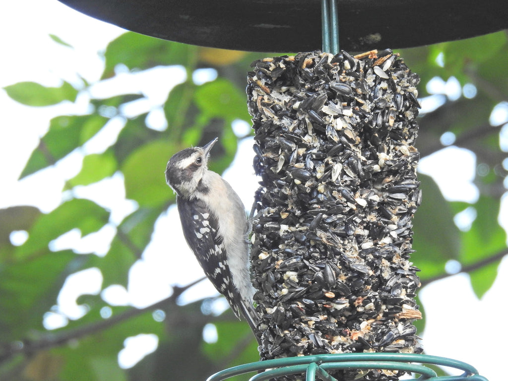 Wild Bird Seed Cylinder product image 2