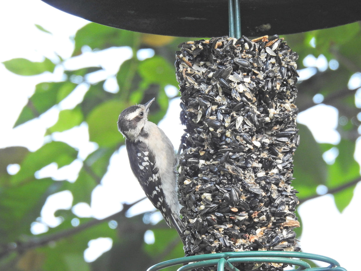 Wild Bird Seed Cylinder product image 2