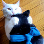 Interactive Wearable Cat Wrestler Toy product image 3