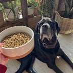 Ceramic Pet Bowl product image 11
