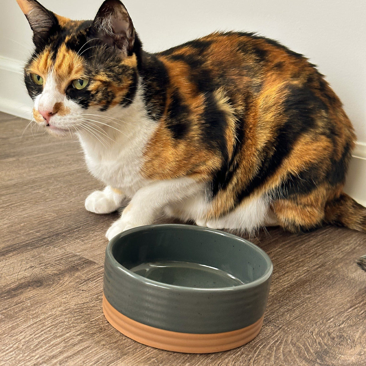 Ceramic Pet Bowl product image 14