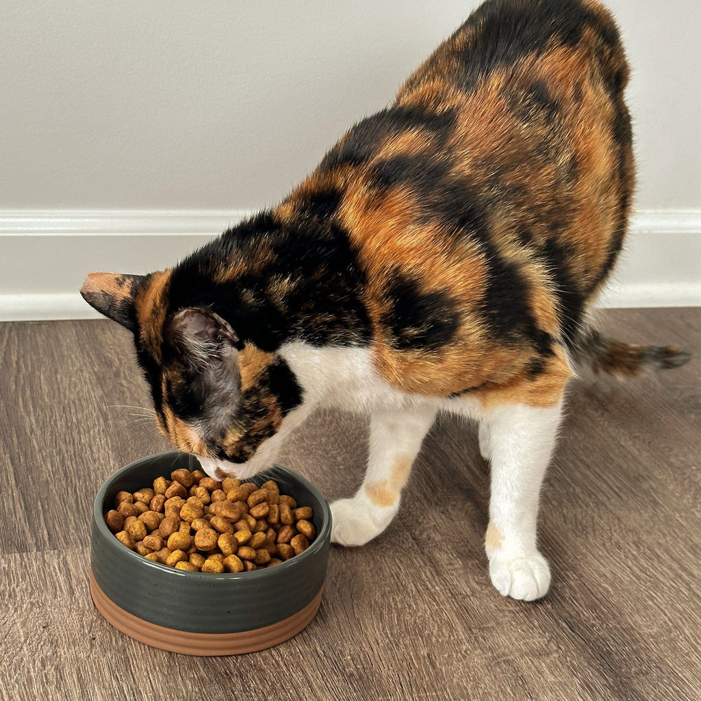 Ceramic Pet Bowl product image 16