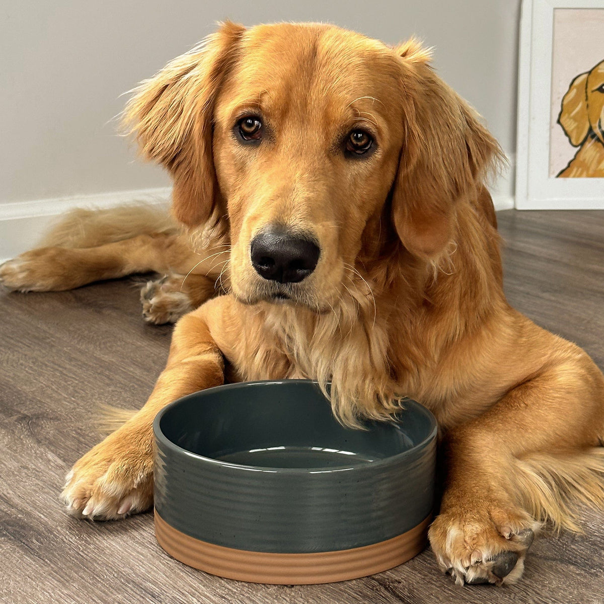 Ceramic Pet Bowl product image 19