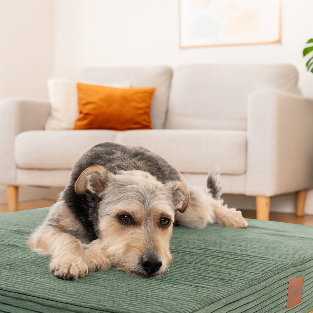 Orthopaedic Dog Bed product image 25