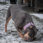 Martingale Dog Collar product image 2