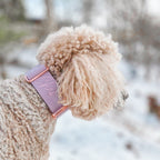 Martingale Dog Collar product image 4