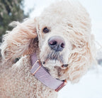 Martingale Dog Collar product image 5