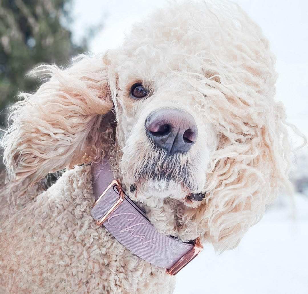 Martingale Dog Collar product image 5