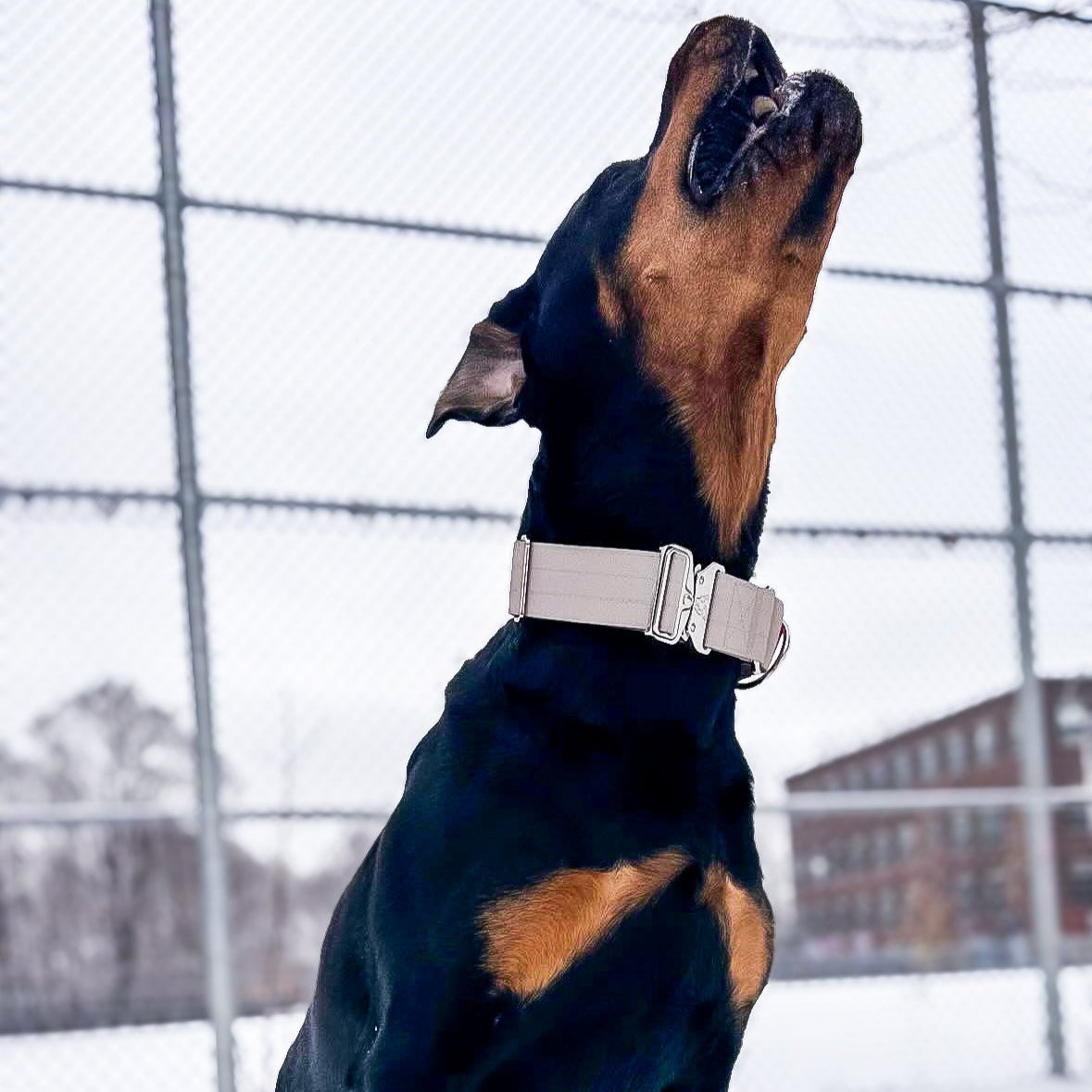 Martingale Dog Collar product image 2