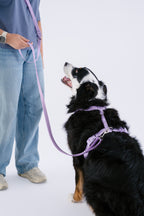 Hands-Free Dog Leash product image 7