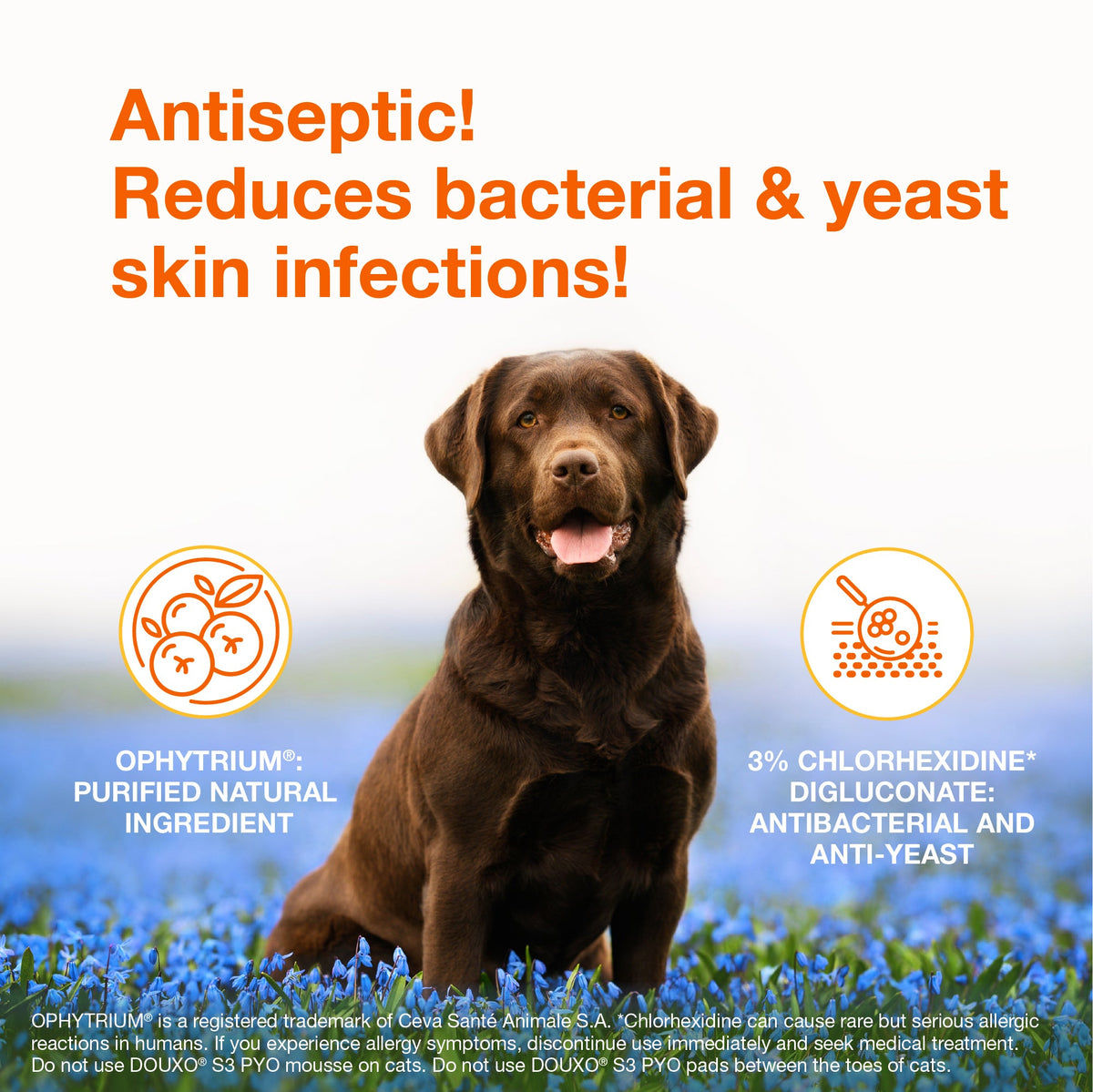 Pet Antiseptic Shampoo product image 3