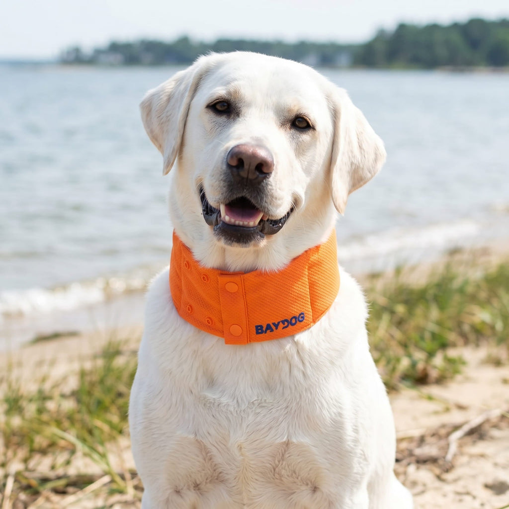 Dog Cooling Collar product image 1