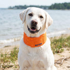 Dog Cooling Collar product image 1