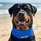 Dog Cooling Collar product image 3