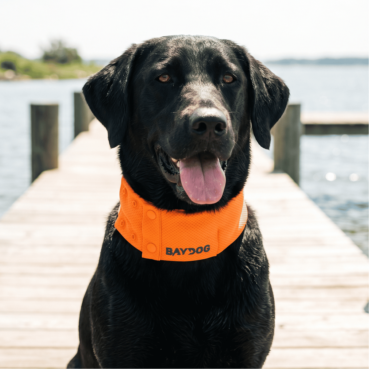 Dog Cooling Collar product image 7